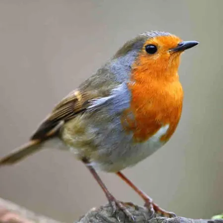 Du Rouge Gorge Normandy Casa vacanze