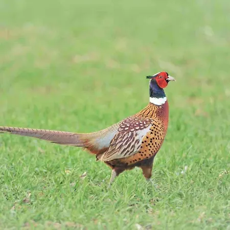 Du Rouge Gorge Normandy